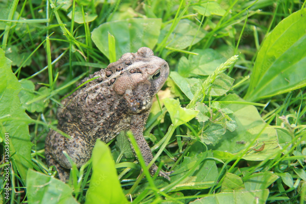 Toad in Grass Toad in Grass