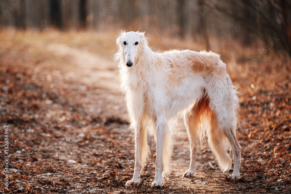 Dog Russian Borzoi Wolfhound Head , Outdoors Spring Autumn Time Dog Russian Borzoi Wolfhound Head , Outdoors Spring Autumn Time