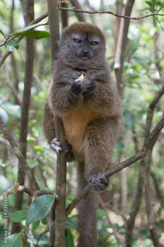 Lac Alaotra bamboo lemur  photo