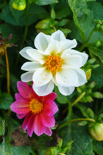 Fototapeta Naklejka Na Ścianę i Meble -  White delphinium flower in garden