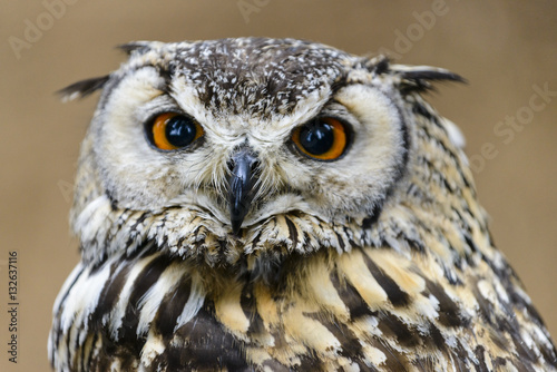 A Great Horned Owl (Bubo virginianus) looking concerned.