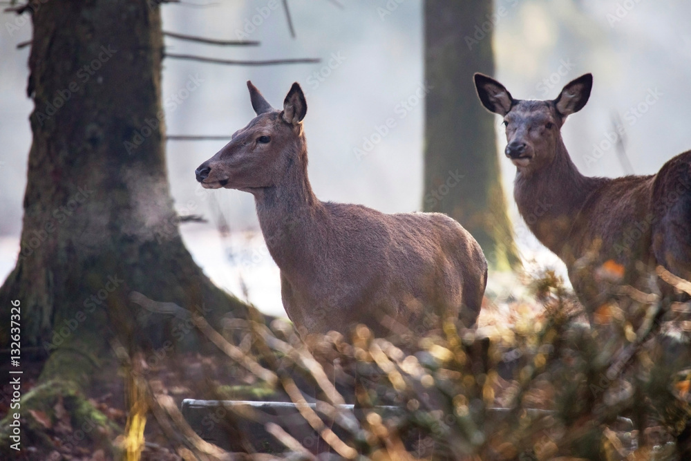 Two red deer hinds in cold winter forest on early morning.