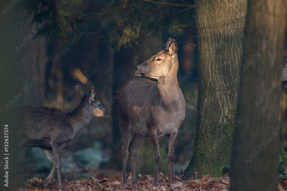 Red deer standing in sunlight in forest. Red deer standing in sunlight in forest.