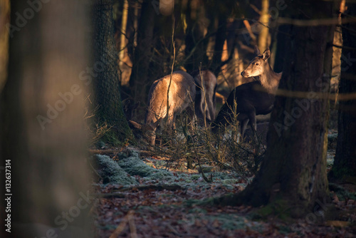 Female red deer in forest between trees lit by sunlight.
