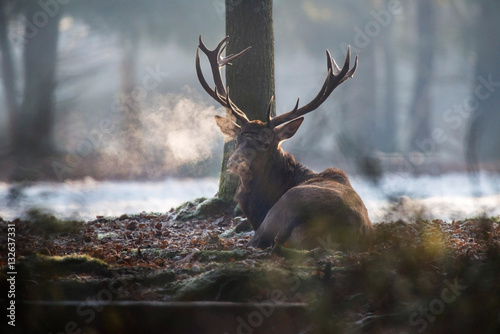 Red deer stag lying on ground in cold forest.
