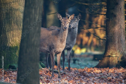 Two alert red deer in forest looking towards camera.