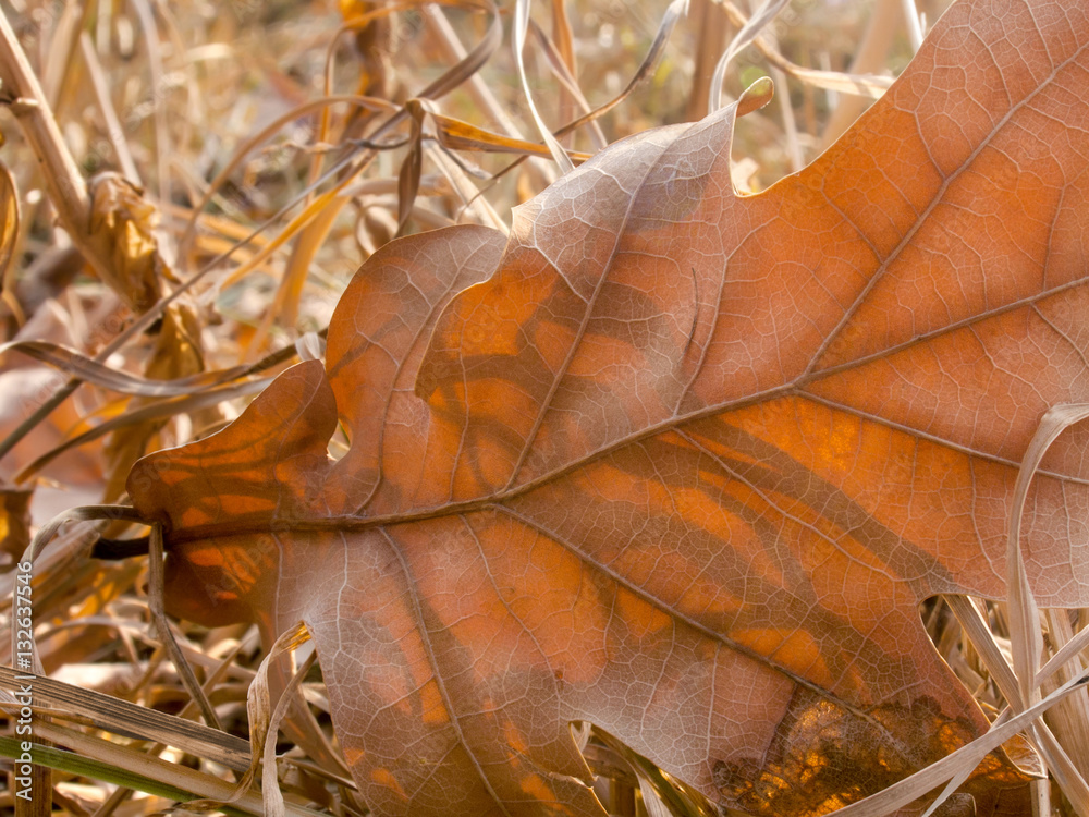 Fallen oak leaves on the grass  Autumn background