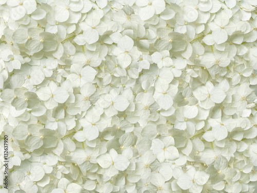 white hydrangea flowers romantic floral background