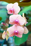 Orange pink phalaenopsis orchid flower in garden