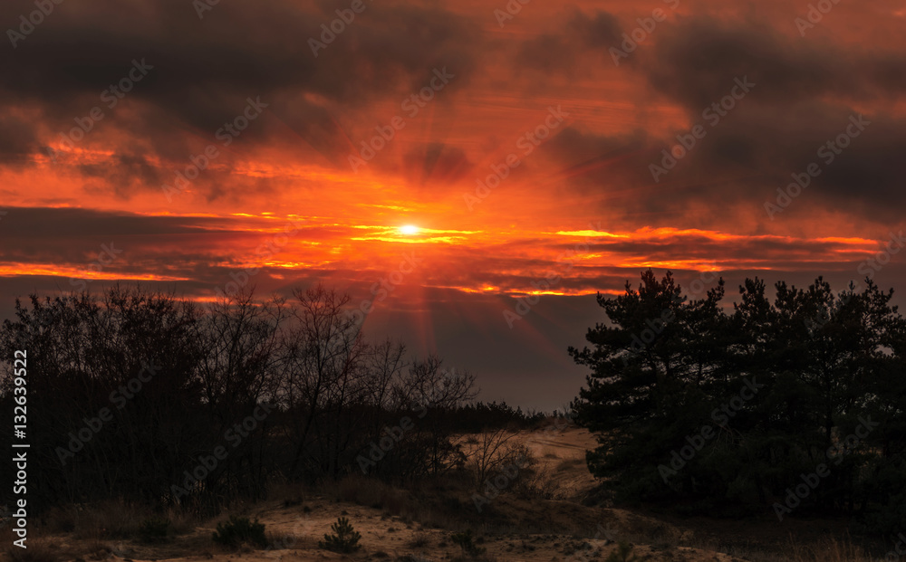 fiery orange sunset in the forest. fiery orange sunset in the forest.