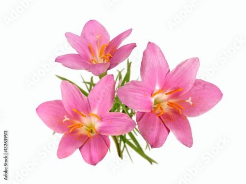 a bouquet of pink primrose isolated