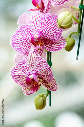 White pink phalaenopsis orchid flower in garden