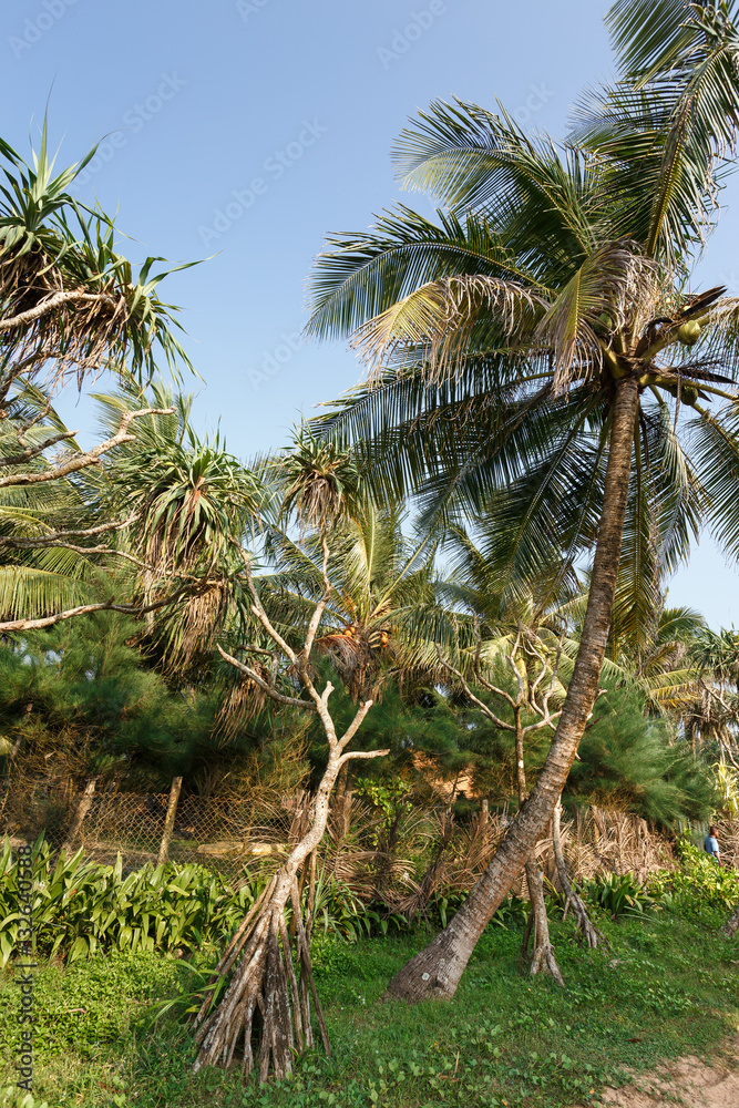 Fototapeta premium Palm trees, beach.