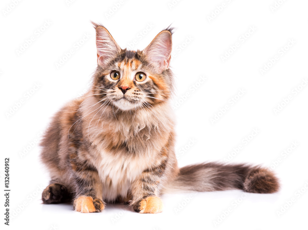 Portrait of domestic tortoiseshell Maine Coon kitten. Fluffy kitty isolated on white background. Adorable curious young cat looking away.