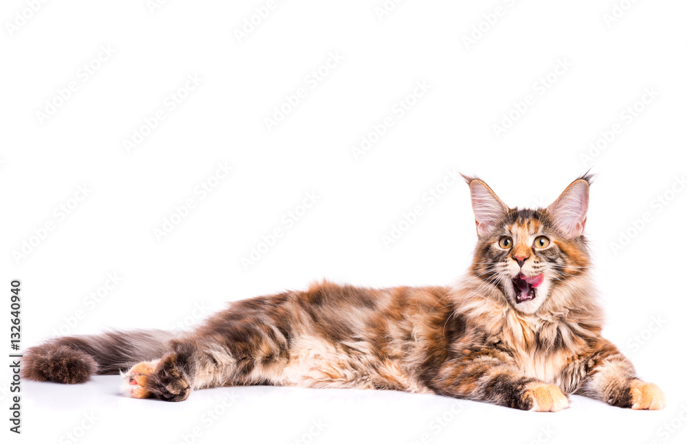 Fototapeta premium Portrait of domestic tortoiseshell Maine Coon kitten. Fluffy kitty isolated on white background. Adorable curious young cat lying down and licking lips after eating a treat.