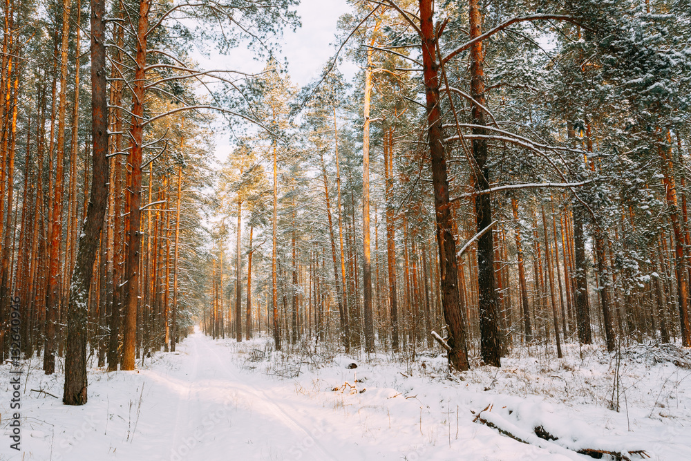 Snowy Path, Road, Way Or Pathway In Winter Forest Snowy Path, Road, Way Or Pathway In Winter Forest