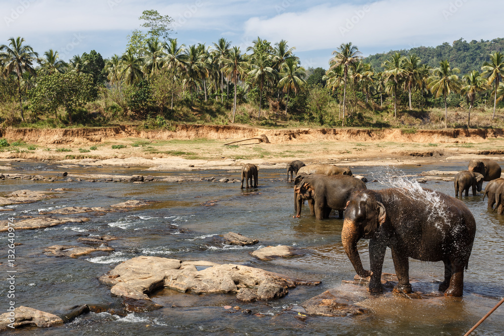 Fototapeta premium Elephants bathing in the river.