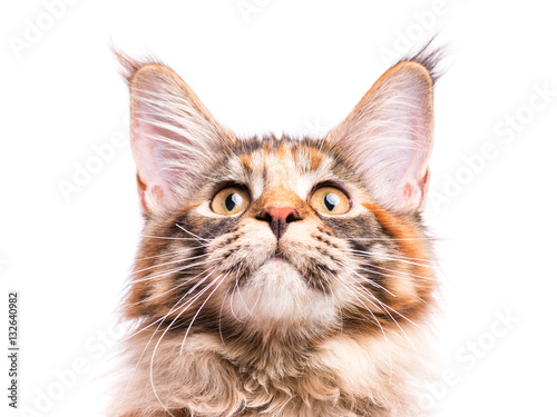 Portrait of domestic tortoiseshell Maine Coon kitten. Fluffy kitty isolated on white background. Close-up studio photo adorable curious young cat looking up.