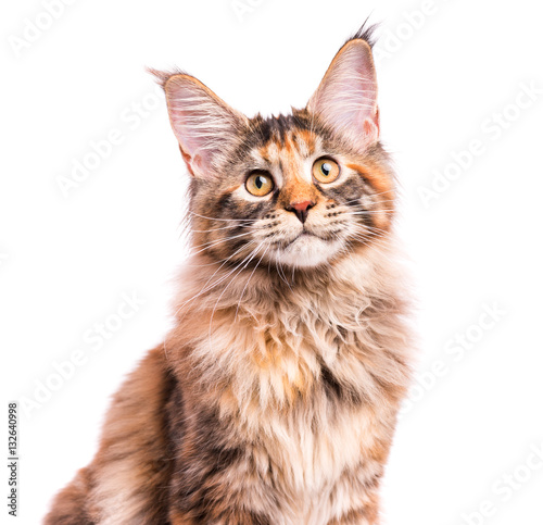 Fototapeta Naklejka Na Ścianę i Meble -  Portrait of domestic tortoiseshell Maine Coon kitten. Fluffy kitty isolated on white background. Close-up studio photo adorable curious young cat looking away.