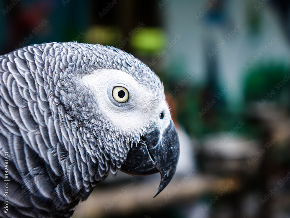 Fototapeta premium Parrot macaw in the zoo