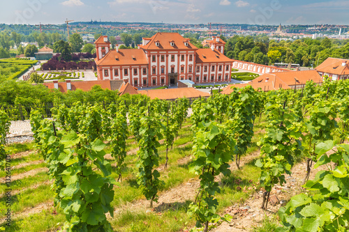 Photography Vineyard of st.Klara near Chateau Troja, Prague, Czech Republic