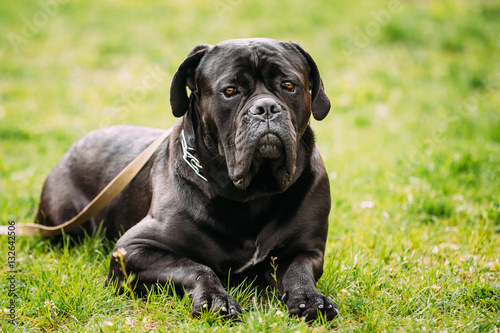 Bild auf Leinwand Black Young Cane Corso Dog Sit On Green Grass Outdoors. Big Dog