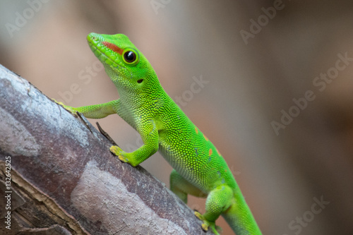 Lizard in Madagascar