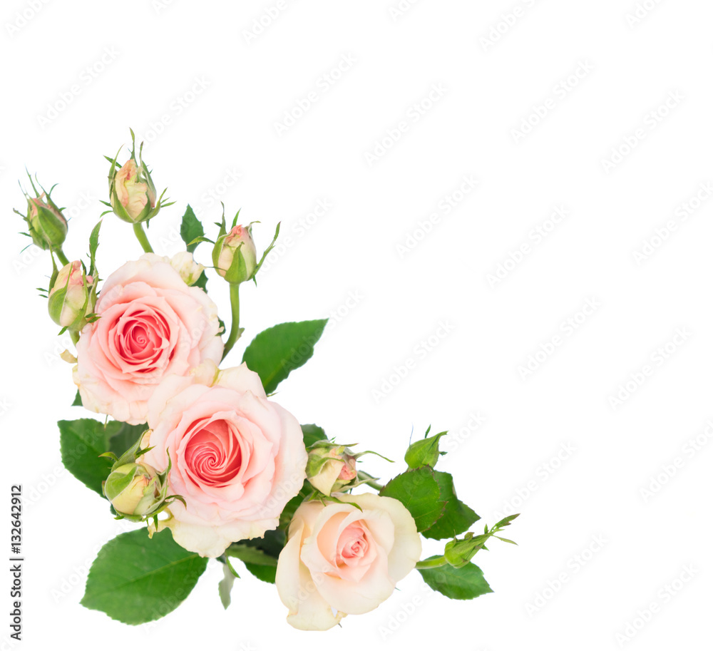 Fototapeta Różowe kwitnące świeże róże z pączkami odizolowywającymi na białym tle