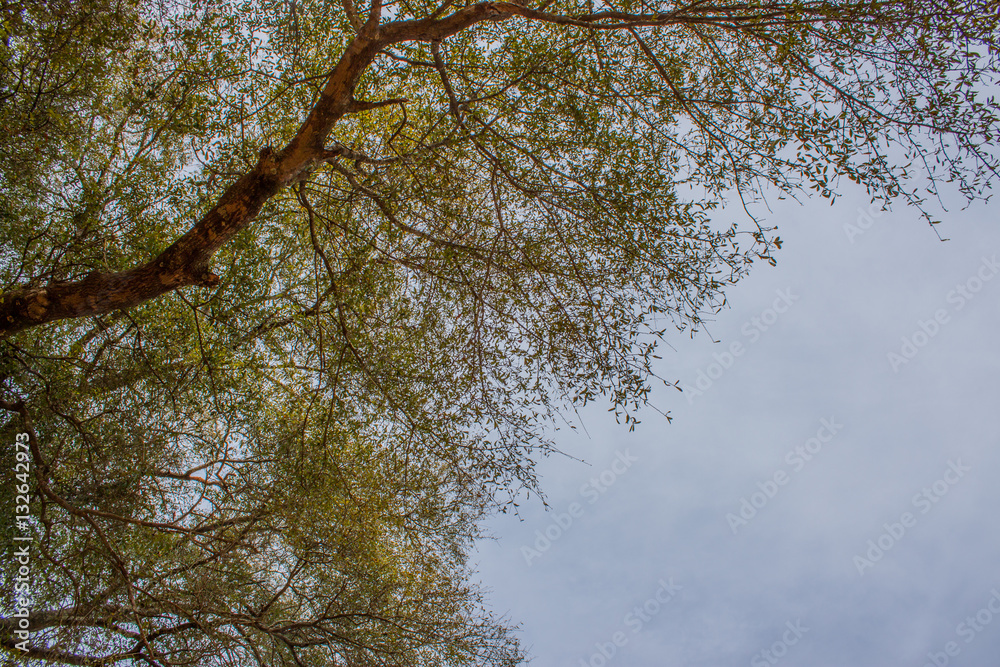 Obraz premium Nature