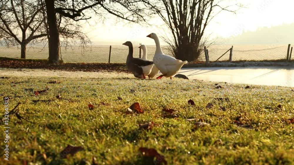 Drei Gänse marschieren über eine grüne Wiese im Winter