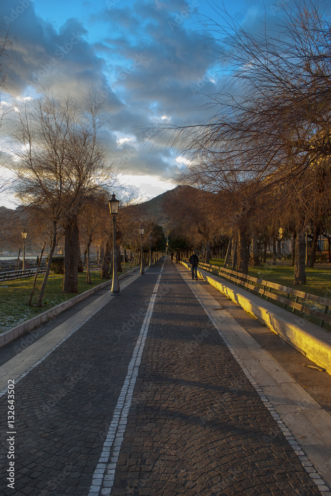 Tree-lined avenue in winter