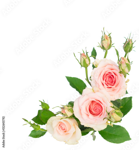 Pink blooming fresh roses with buds isolated on white background