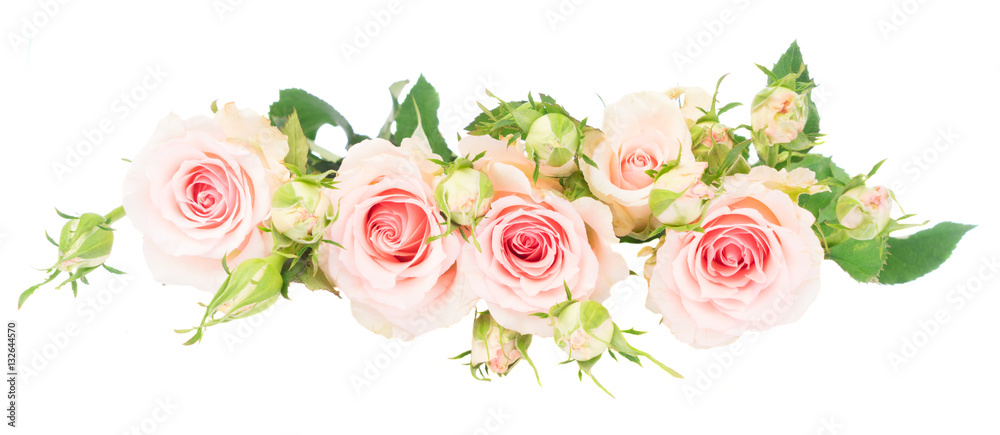 Pink blooming fresh roses row with buds isolated on white background