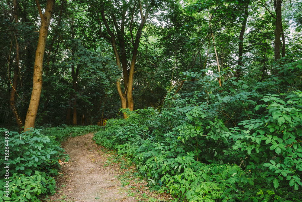 Forest Path Going Through Growth Of Small-Flowered Touch-Me-Not Forest Path Going Through Growth Of Small-Flowered Touch-Me-Not
