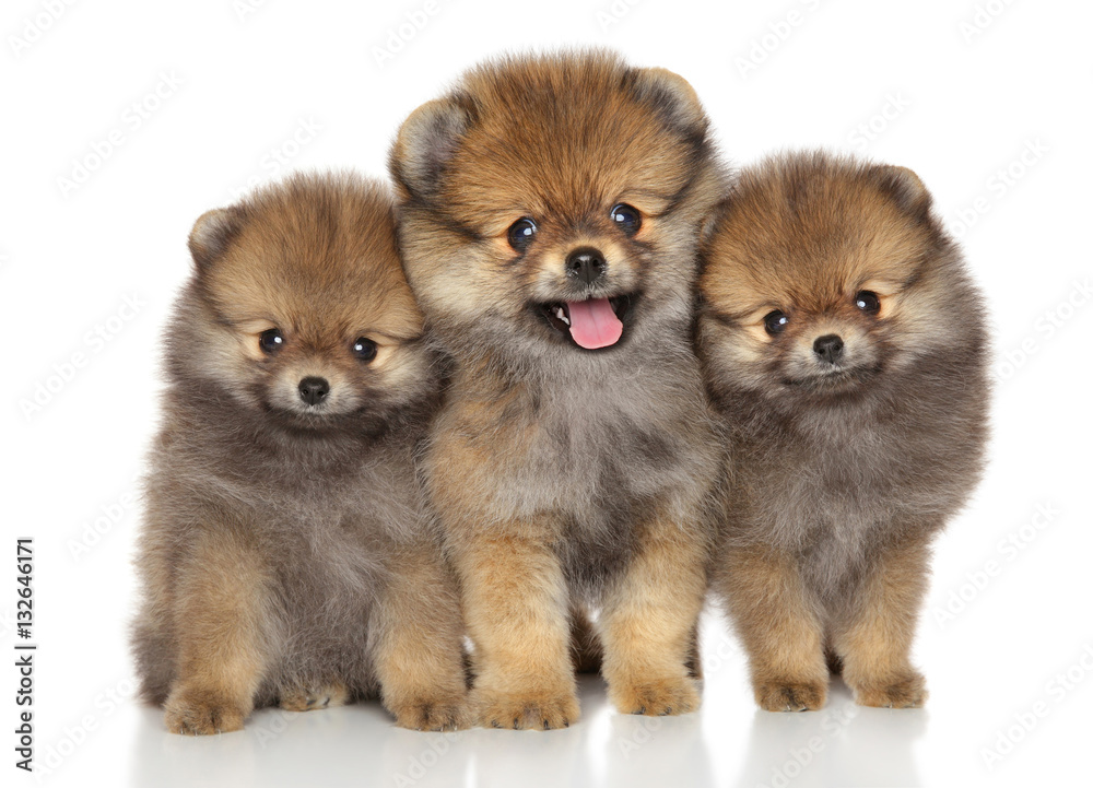 Happy Spitz puppies