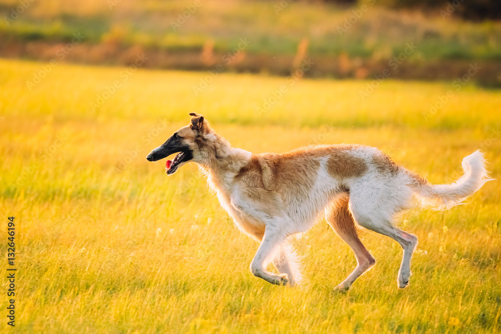 Russian Dog, Borzoi Running In Summer Sunset Sunrise Meadow Or Field Russian Dog, Borzoi Running In Summer Sunset Sunrise Meadow Or Field