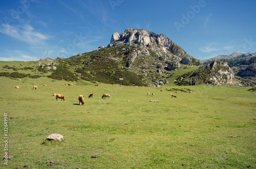 Picos de Europa mountains  Asturias  Spain.