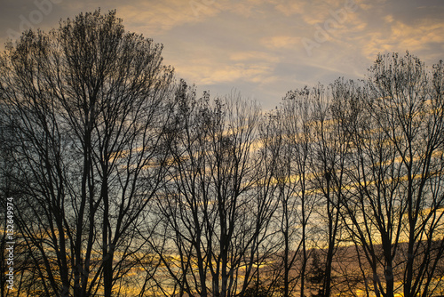 winter trees at sunset