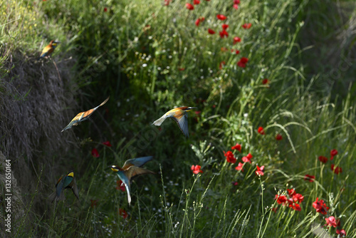 fliegende Bienenfresser (Merops apiaster) photo