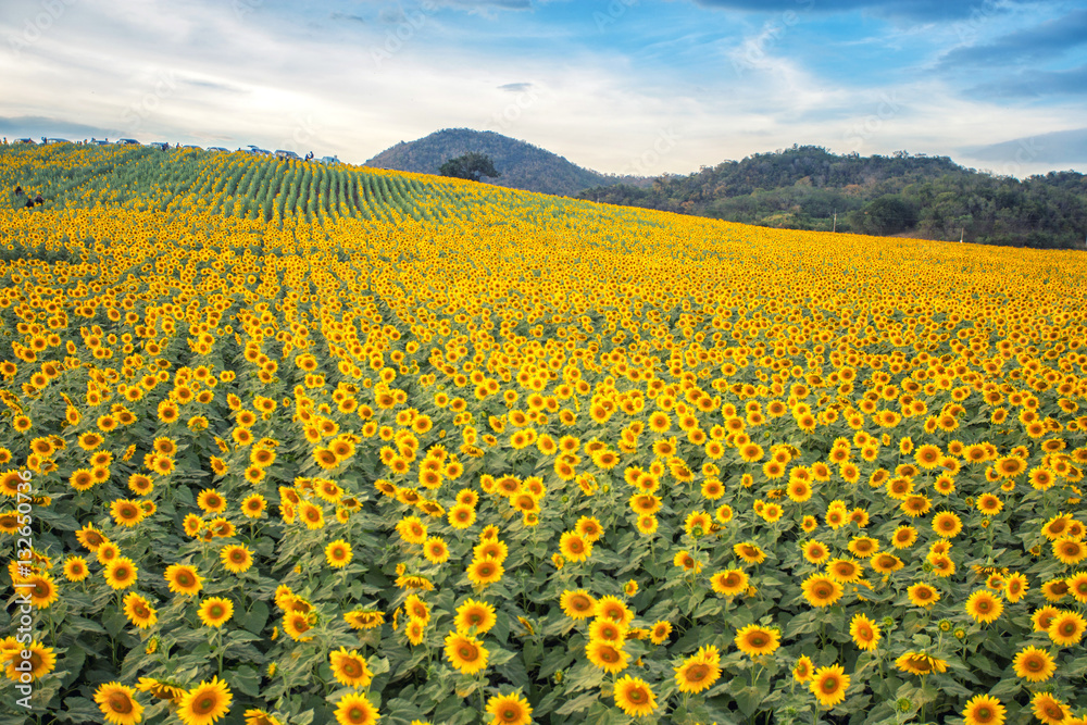 Fototapeta premium sun flowers field