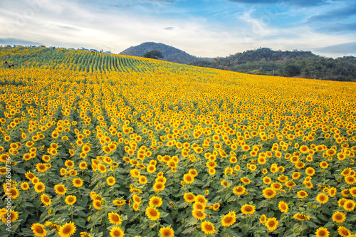 sun flowers field