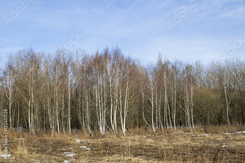White  birches in the spring park