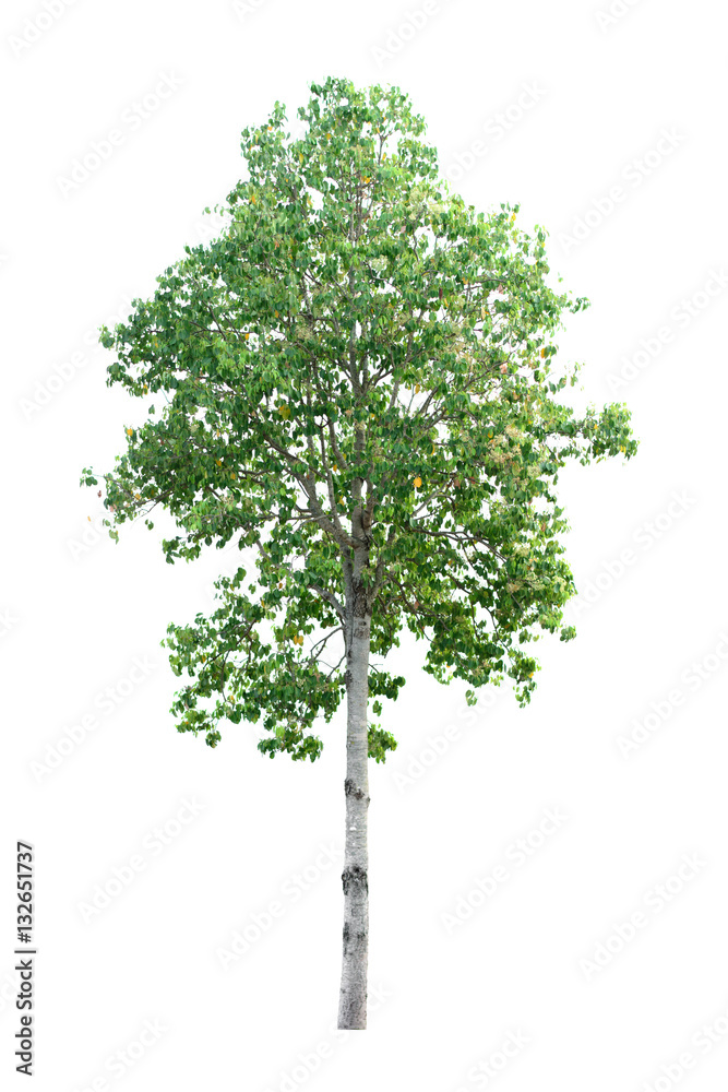 Trees isolated on white background Trees isolated on white background