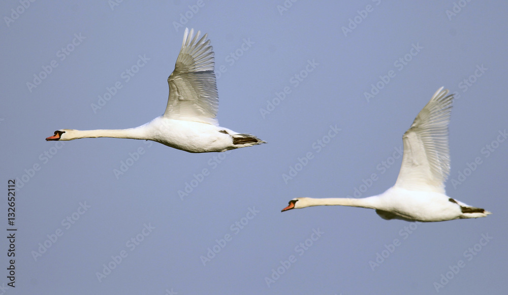 Pair of swans flying over the River Danube at Zemun in the Belgrade Serbia. Pair of swans flying over the River Danube at Zemun in the Belgrade Serbia.