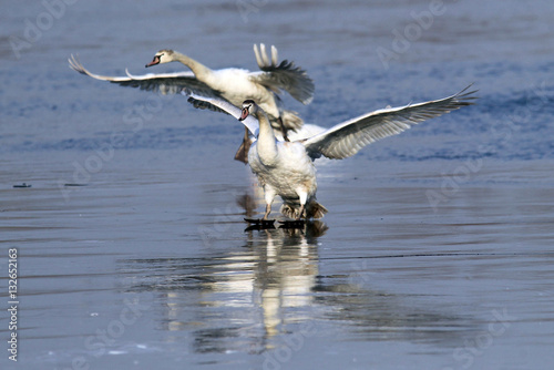 Swan landing on the ice of a frozen river Danube, in Belgrade, Zemun, Serbia.