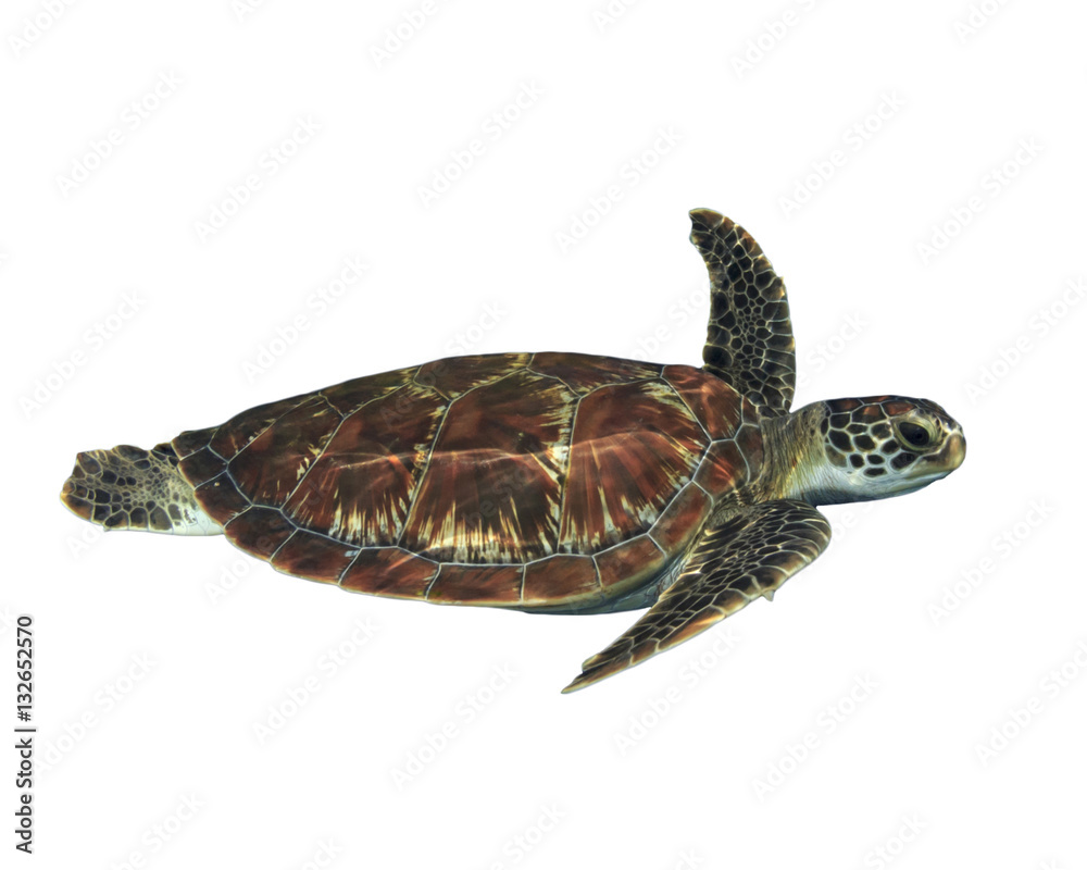 Sea Turtle isolated. Green Turtle cut out white background Stock Photo