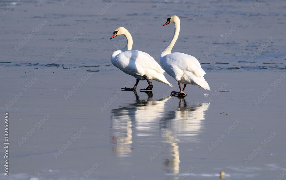 Pair of  swans walking on the ice of a frozen river Danube, in Belgrade, Zemun, Serbia.