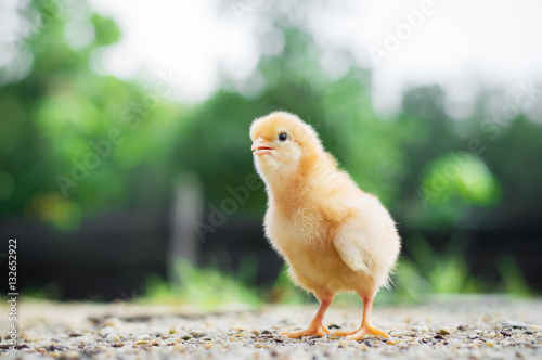 A little chicken in garden