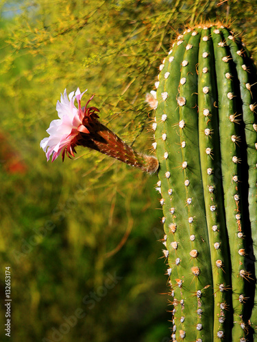 Cactus Flower photo