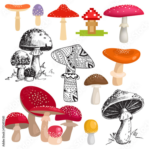 Bright different types of mushrooms vector.
